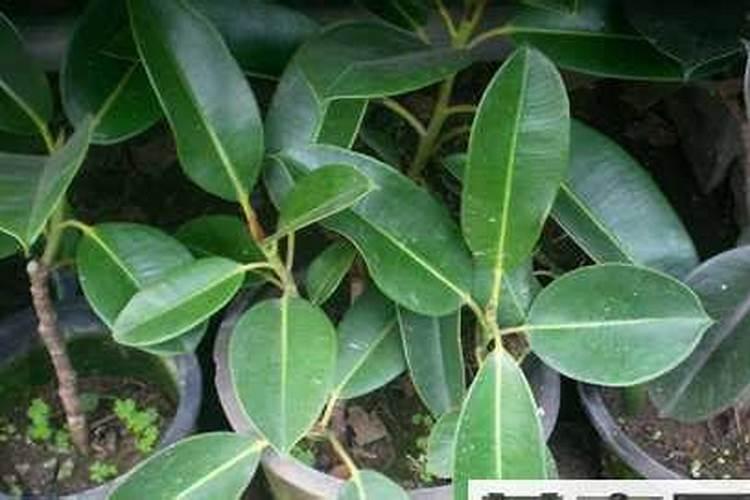 自制橡皮树肥料