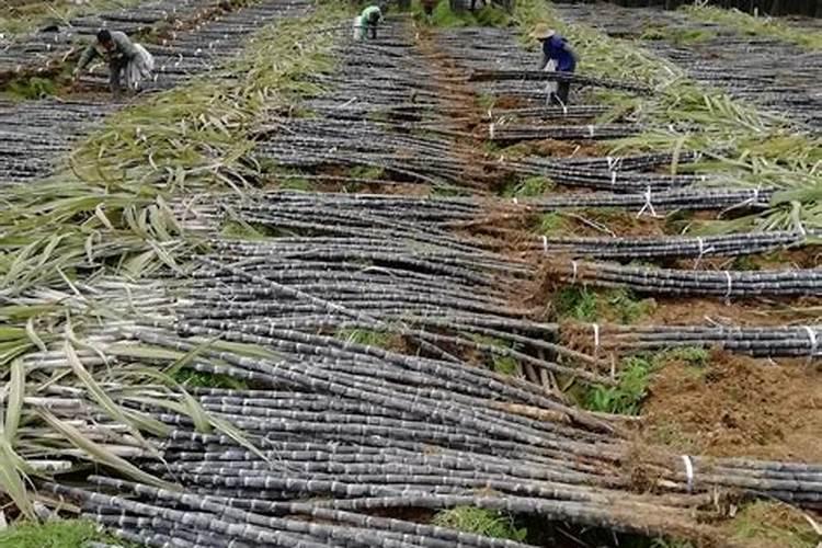 甘蔗多久施一次肥(施肥时间和方法)