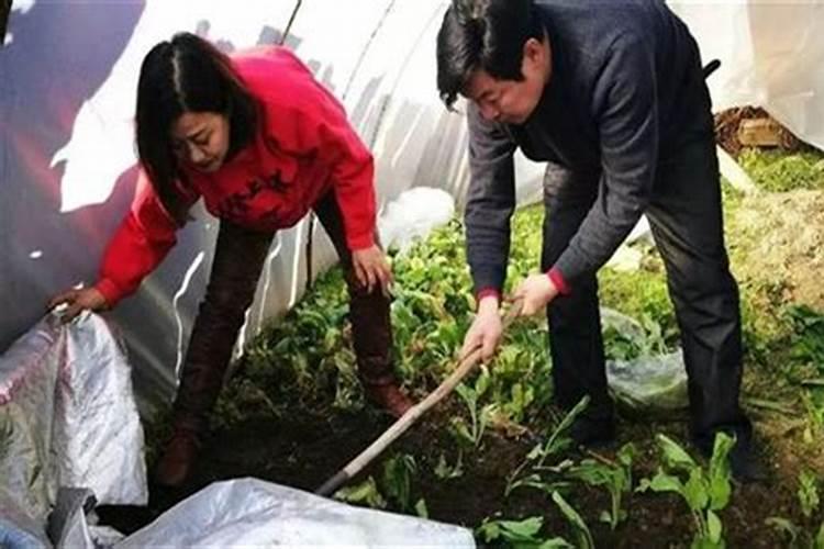 菜心施肥需要注意的地方 菜心施肥方法及注意事项