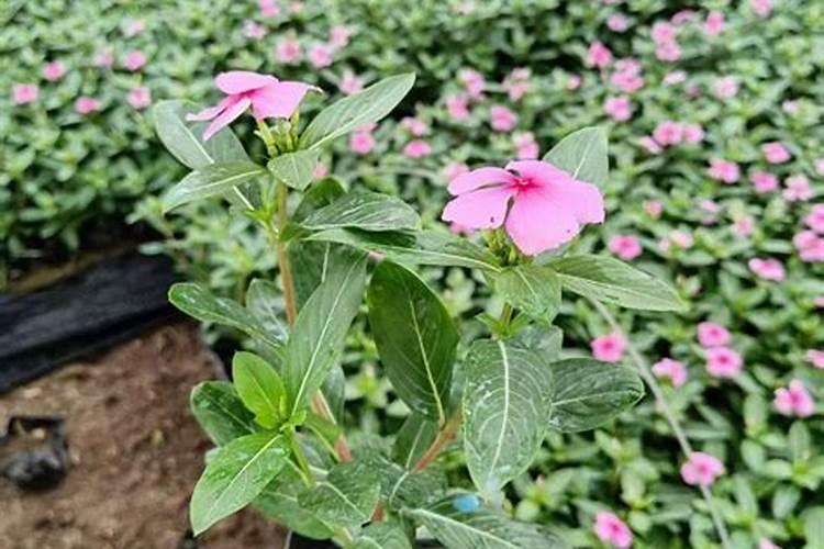 长春花幼苗养殖方法,六个要点让你的长春花爆盆