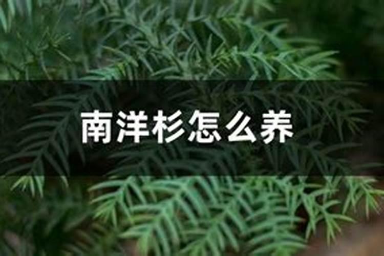 南洋杉怎么养,如何打顶