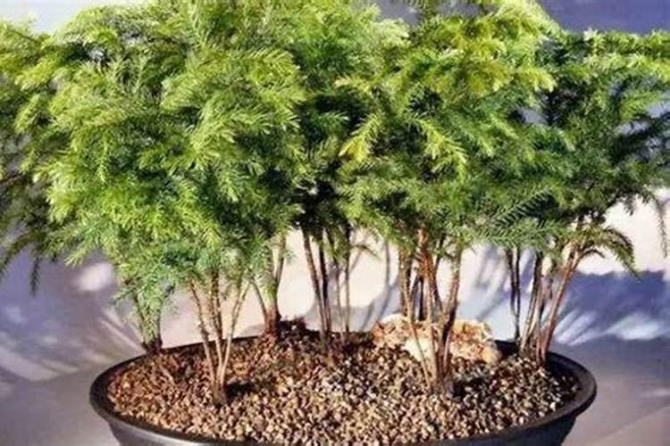 南洋杉盆景的养殖方法