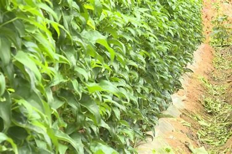 种植山药什么时间,冲钾肥最好？