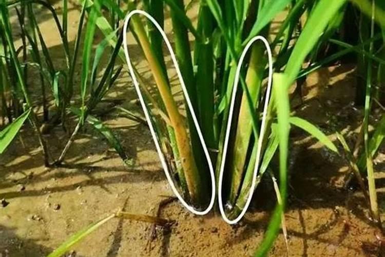 水稻二化螟特效药,具体有哪些防治方法