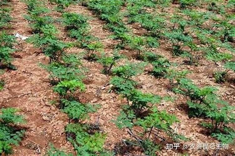 当归种植需要什么肥