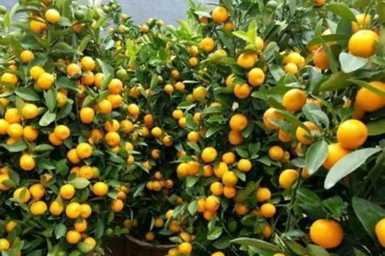 金桔盆栽秋天可以施肥吗(金桔树什么时候施肥最好)