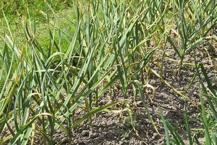 大蒜追肥禁忌 大蒜如何追肥好