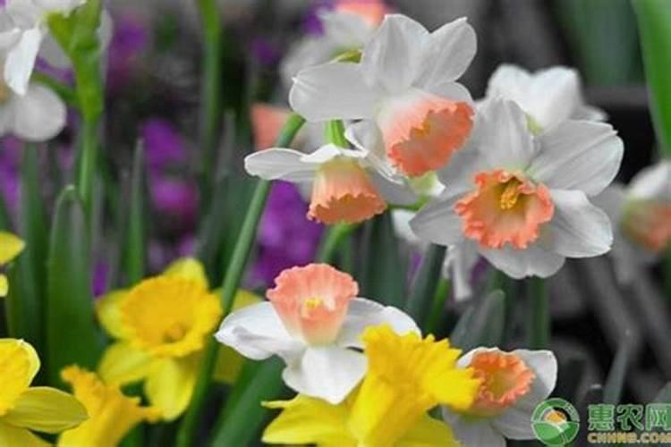 养花用什么肥料最好