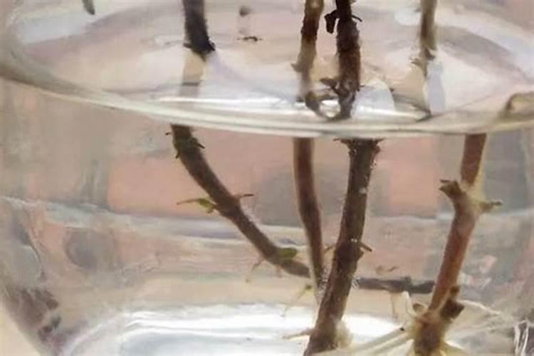 柳树枝怎么做生根水