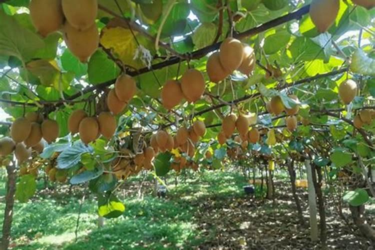 猕猕猴桃秋季施什么肥