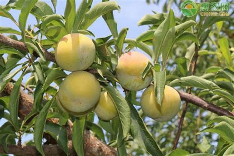 让李子更甜的方法