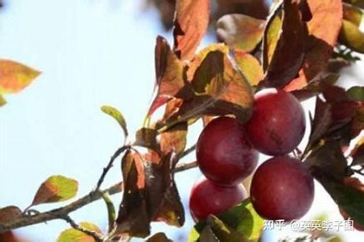 李子树叶子干枯怎么回事？怎么治疗啊？急急急