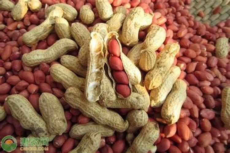 花生初花期施什么肥料最好