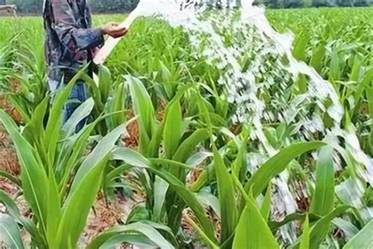 玉米施肥多久浇一次水好