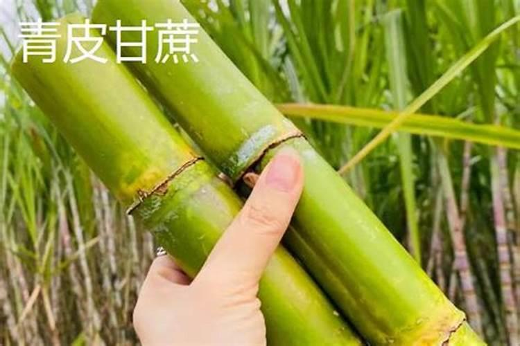甘蔗七八月份要干嘛？