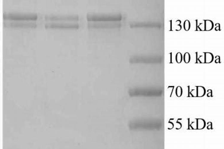 鱼胶原蛋白识别方法