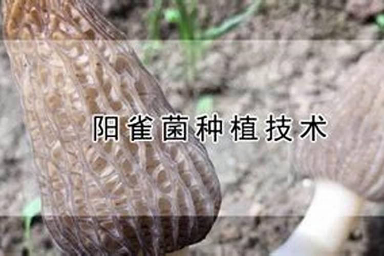 阳雀菌种植技术