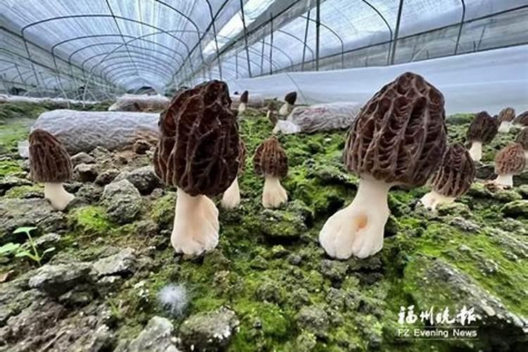 阳雀菌的种子是用什么材料做的,怎么样做阳雀菌种