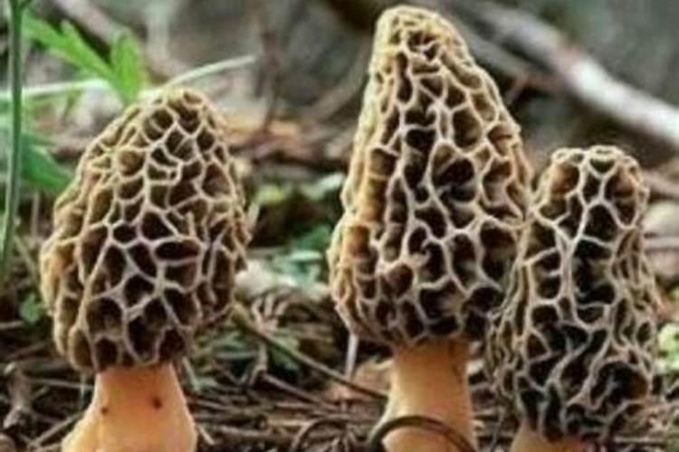 阳雀菌生虫后怎么办