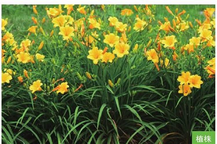 金娃娃萱草北方冬天室外能过冬吗