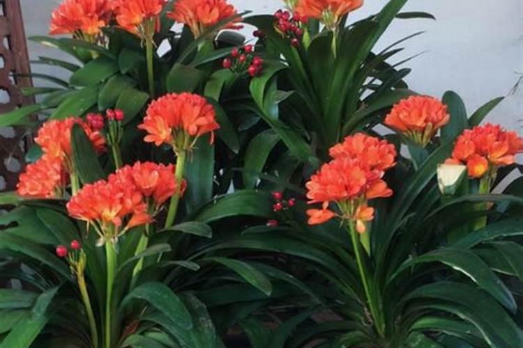 骨粉可以养花吗？