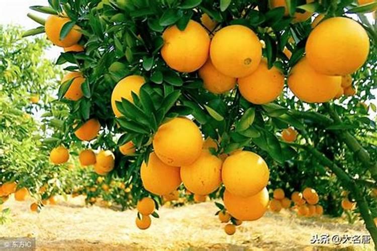 脐橙四点管理技巧 脐橙管理方法