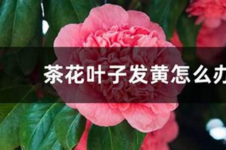 茶花施了磷肥,叶子开始发黄怎么办
