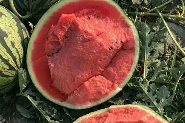 想要种植出来的西瓜甜,需要施什么肥最高效？