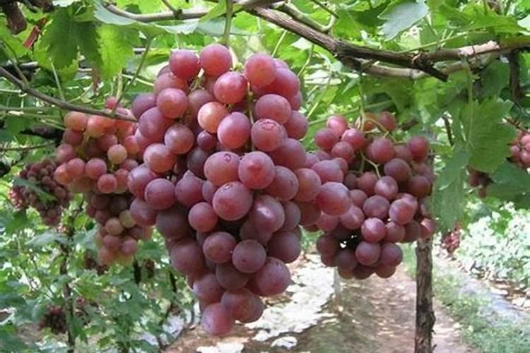 葡萄什么时间追肥？水溶肥怎么用