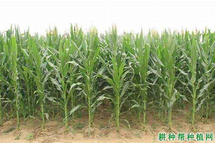 铁研26玉米种怎样？