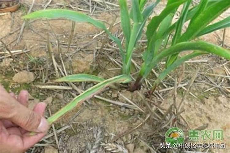 肥料使用方法有哪些