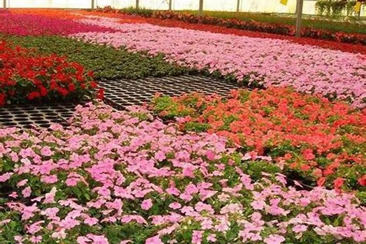 冬天可以给花喷洒叶面肥吗