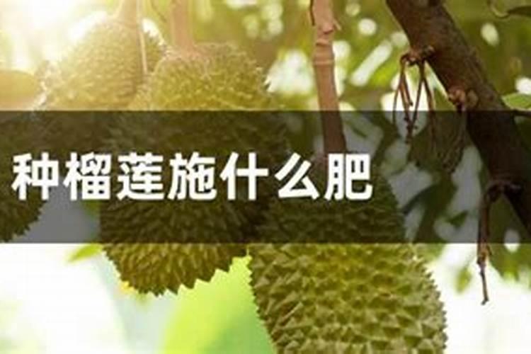 种榴莲施什么肥