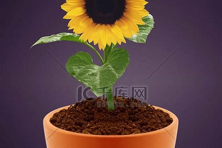 种植向日葵。放进花盆里之前需要用水泡吗？还要注意什么？