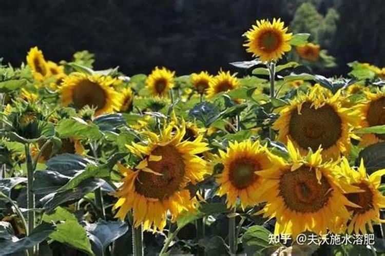 向日葵花期用什么肥料