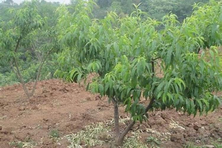 桃树硬核期后,是喷施钙肥重要还是钾肥重要？