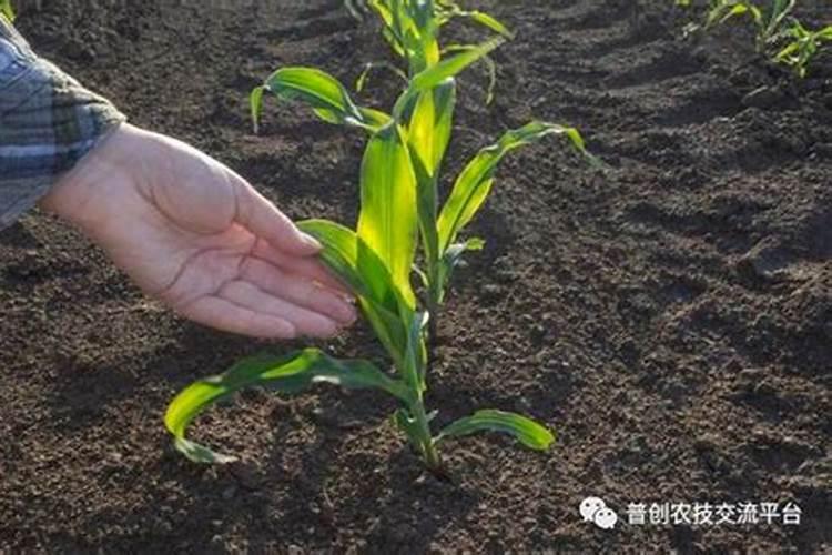 玉米苗期打了芸苔素几天能打除草剂