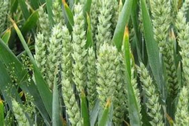 小麦控旺能加芸苔素吗