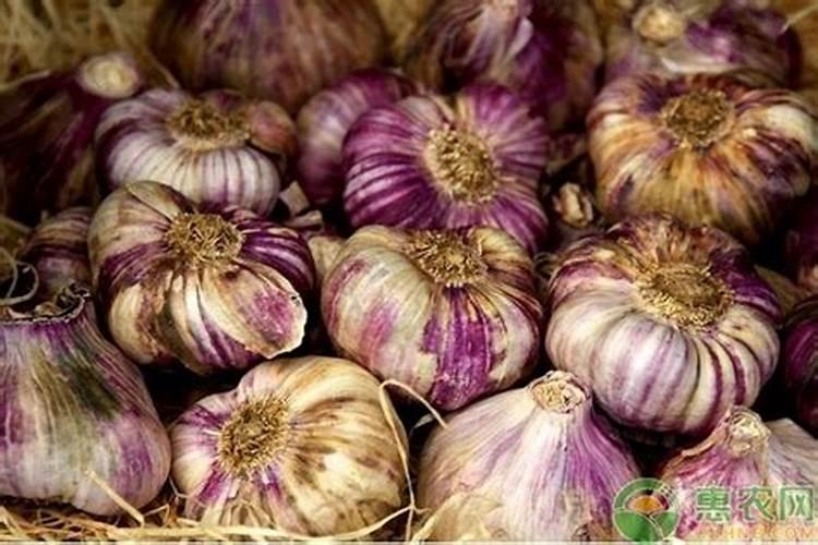 种蒜需要打几遍防冻剂