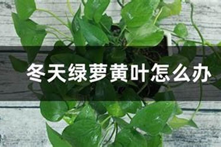 冬天绿萝黄叶不要急,用这几招轻松变绿