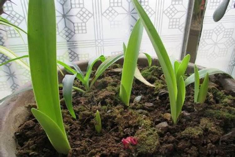 朱顶红用什么肥料较好