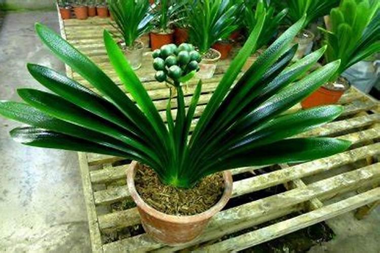 君子兰不长怎么办