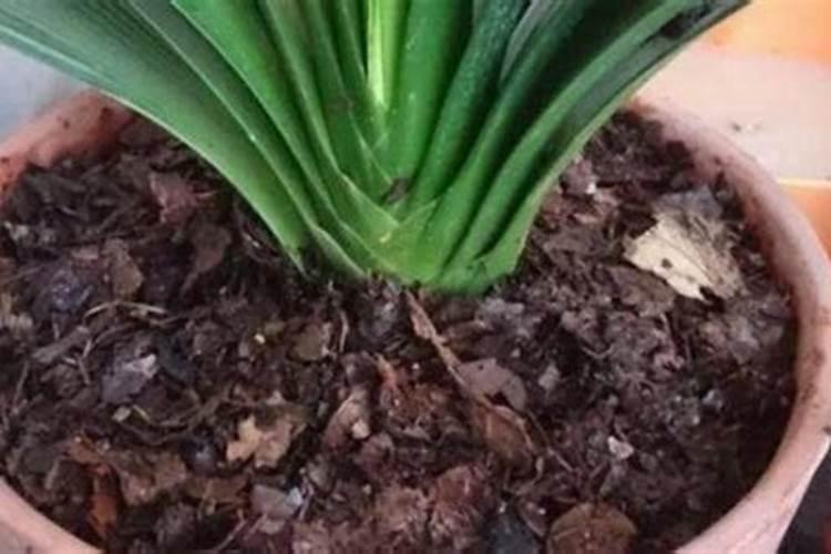 君子兰僵苗不长怎么办