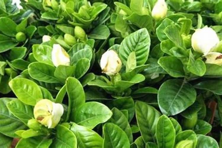 栀子花花苞时浇什么肥料(栀子花施什么肥才能长出花蕾)