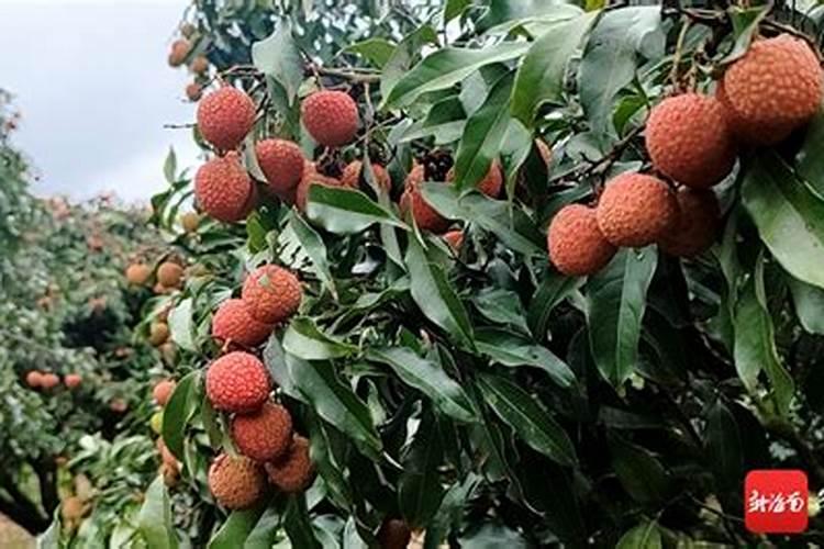 为了保证荔枝产量和品质的提高,你觉得该怎样正确施肥？