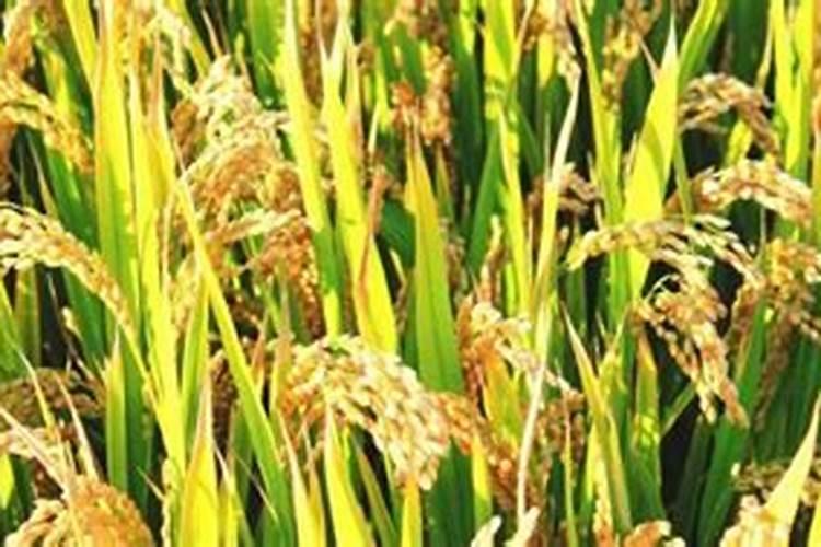 水稻肥料最佳配比