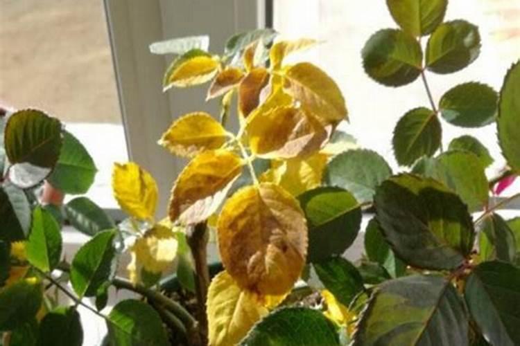 月季花的叶子发黄枯萎脱落,怎么办？