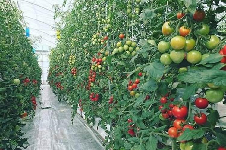 番茄设施栽培易发生哪些生理障害？要如何进行防治呢？