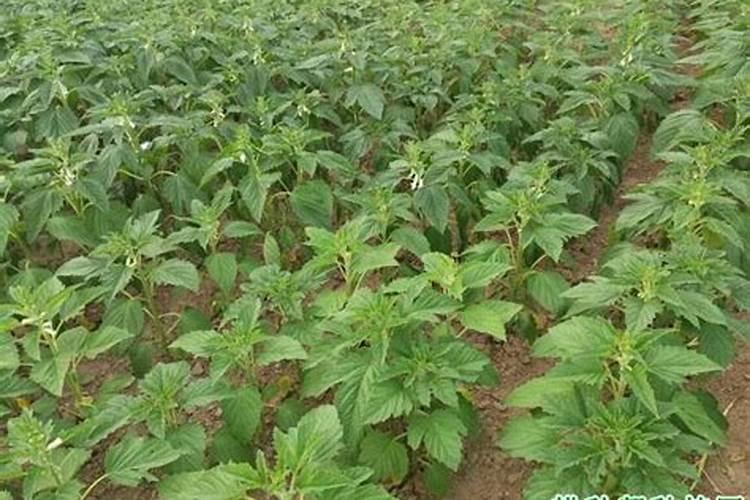 芝麻什么时候发芽