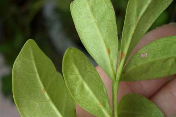 米兰叶子发黄怎么办